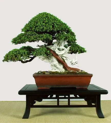 Pot pentru bonsai mâinile proprii sub un bonsai cu un model, transplantat în oală ceramică, flori