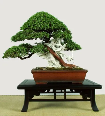 Pot pentru bonsai transplantat cu propriile lor mâini, cu un model