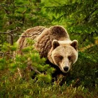 De ce vis de urși bruni