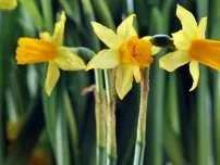 Mikor és hogyan kell ültetni nárciszok nyílt terepen (master osztály), virágok a kertben (tanya)