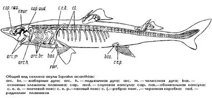 Клас хрущялни риби (Chondrichthyes) хрущялни риби, акули дишането кръвоносната система обръщение