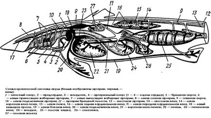 Clasa de pește cartilaginos (Chondrichthyes) pești cartilaginoși, rechini de respirație circulație sistemului circulator