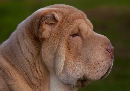 shar pei chinezi descriere detaliată a rase de câini cu fotografii