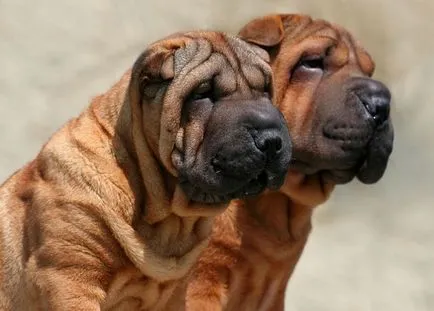 shar pei chinezi descriere detaliată a rase de câini cu fotografii