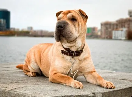 shar pei chinezi descriere detaliată a rase de câini cu fotografii