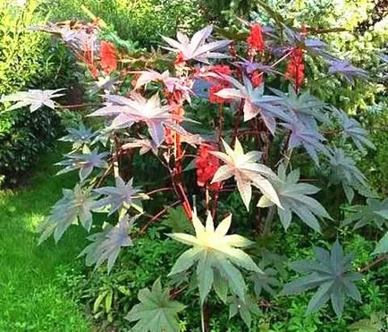 ricinus