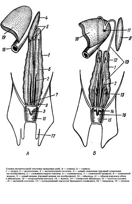 Clasa de pește cartilaginos (Chondrichthyes) pești cartilaginoși, rechini de respirație circulație sistemului circulator