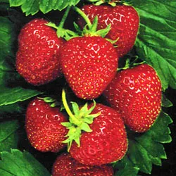 Запазването на ягоди и ягоди 1