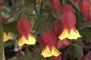 cameră de flori fotografii Abutilon, soiuri, specii, de îngrijire la domiciliu Abutilon și reproducerea