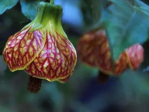 Стая Abutilon - грижи у дома, снимка Abutilon и видове Abutilon цвете от семена -