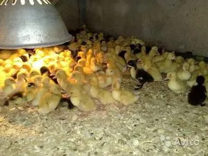 Etetés a kacsák otthon, és milyen vitaminokat kell etetni naponta kiskacsák