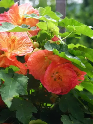 cameră de flori fotografii Abutilon, soiuri, specii, de îngrijire la domiciliu Abutilon și reproducerea