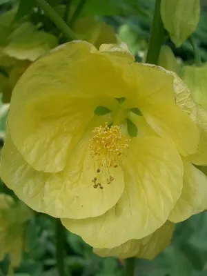 cameră de flori fotografii Abutilon, soiuri, specii, de îngrijire la domiciliu Abutilon și reproducerea