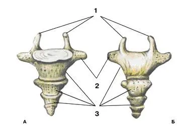 Coccis - anatomia omului - Enciclopedia & amp; dicționare