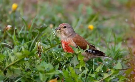 Linnet (Carduelis cannabina) fényképek, videók, dalok és tartalom