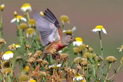 Linnet (Carduelis cannabina) fényképek, videók, dalok és tartalom