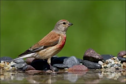 Linnet (Carduelis cannabina) fotografii, clipuri video, cântece și conținut