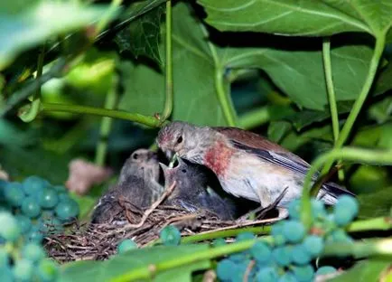 Конопарче (Carduelis cannabina) снимки, видеоклипове, песни и съдържание