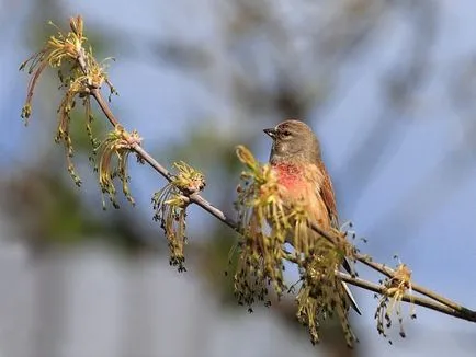 Linnet (Carduelis cannabina) fotografii, clipuri video, cântece și conținut