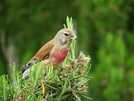 Linnet (Carduelis cannabina) fotografii, clipuri video, cântece și conținut