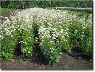 Corvalol, motherwort, валериана свидетелство