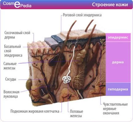 Anatomia pielii