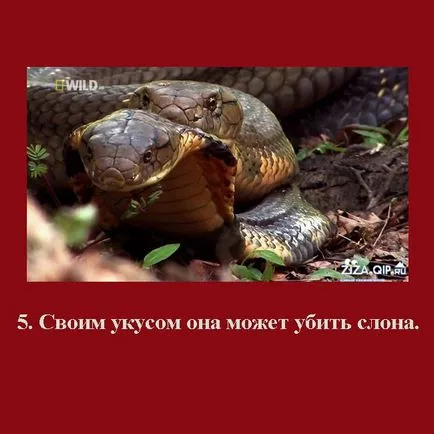 King Cobra csoport naplója - állatvilágban