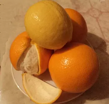 Sült csirke c narancs és citrom