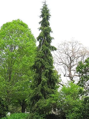 Krupnomery de molid (de vânzare, de plantare), LLC o nouă pădure (București)