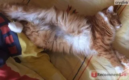 Kurile Bobtail - „Kitty fermecător sau monștri mici și ce să faci dacă vrei să