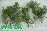 Лечебните свойства на Arborvitae, летливи, етерично масло Arborvitae