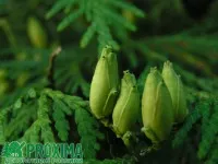 Лечебните свойства на Arborvitae, летливи, етерично масло Arborvitae