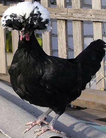 Fehér-koronás holland fajta csirkék