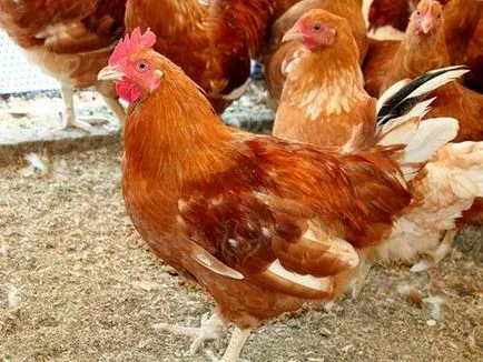 puii de ras rasa descriere maro și alb caracteristicile găini ouătoare, comentarii