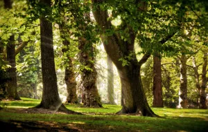 Tratamentul cu arbori de energie