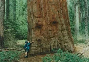 Tratamentul cu arbori de energie