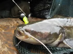 Prinderea Catfish Donk pe mal - Producție aborda cu propriile lor mâini