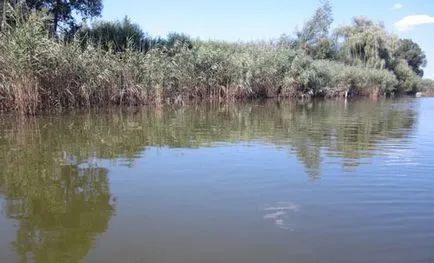 Pike de pescuit în iaz ca stiuca în lac iaz imbie Karasev