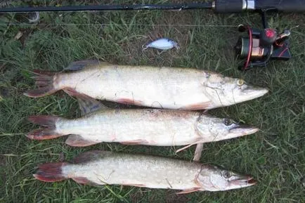 Pike horgászat a tóban, mint a csuka a tóban tó csábítja Karasev