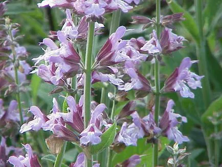 Herb - Salvia officinalis