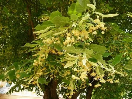 Linden (Tilia), липа, липа дърво