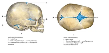 Fontanelle consecințe mici nou-născuți de temechku de închidere timpurie
