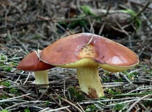 Suillus - ízletes és ehető gomba jótékony tulajdonságokkal