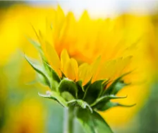 loc de floarea-soarelui în rotație, tehnologia de cultivare în diferite medii