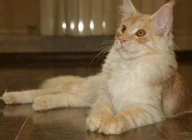 Culori Maine Coon