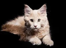 Culori Maine Coon