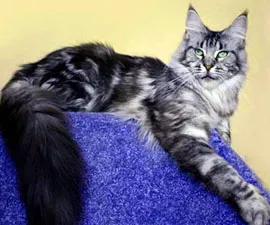 Maine Coon színek