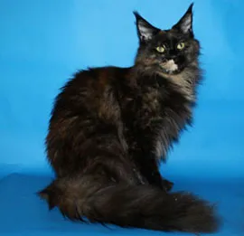 Culori Maine Coon