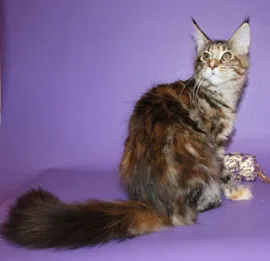 Maine Coon színek