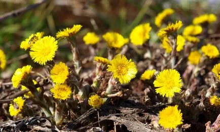 Normele mamei si tuse vitrega pentru aplicarea în tratamentul plantelor